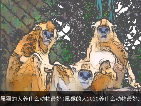 属猴的人养什么动物最好(属猴的人2020养什么动物最好)
