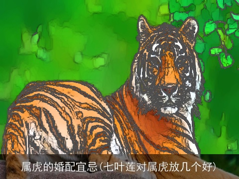 属虎的婚配宜忌(七叶莲对属虎放几个好)