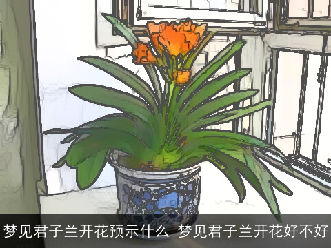 梦见君子兰开花预示什么 梦见君子兰开花好不好