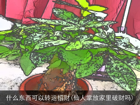 什么东西可以转运招财(仙人掌放家里破财吗)