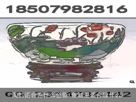 陶缸适合养什么金鱼(鱼缸里适合放什么)