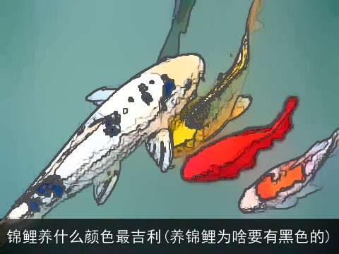 锦鲤养什么颜色最吉利(养锦鲤为啥要有黑色的)