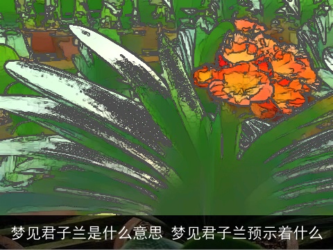 梦见君子兰是什么意思 梦见君子兰预示着什么