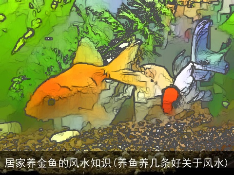 居家养金鱼的风水知识(养鱼养几条好关于风水)