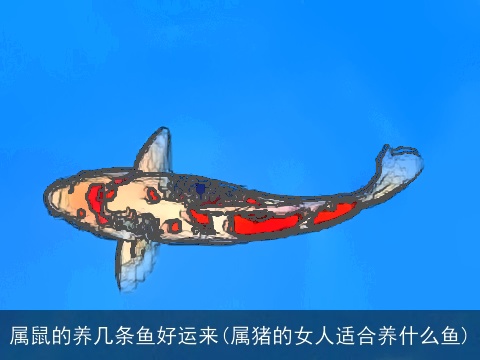属鼠的养几条鱼好运来(属猪的女人适合养什么鱼)
