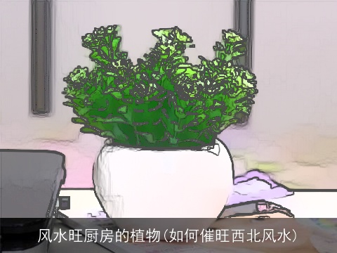 风水旺厨房的植物(如何催旺西北风水)