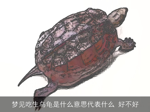 梦见吃生乌龟是什么意思代表什么 好不好