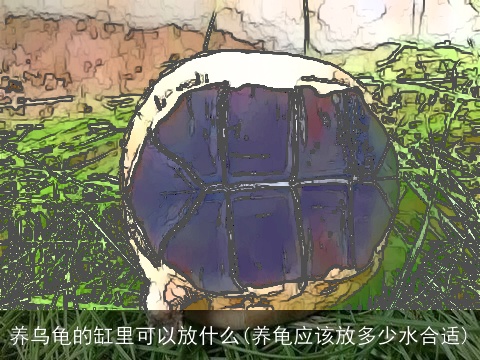 养乌龟的缸里可以放什么(养龟应该放多少水合适)