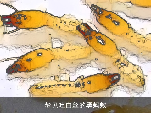 梦见吐白丝的黑蚂蚁