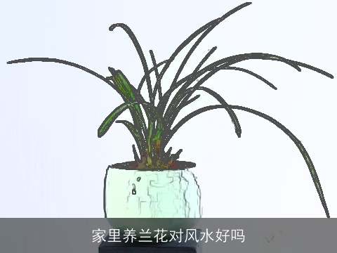 家里养兰花对风水好吗
