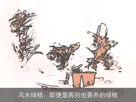 风水绿植：即便是再穷也要养的绿植