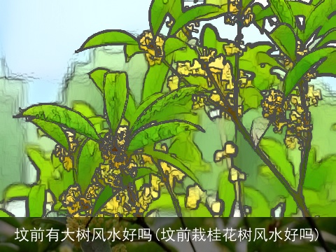 坟前有大树风水好吗(坟前栽桂花树风水好吗)