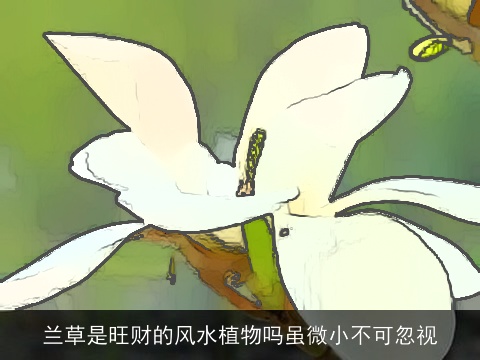 兰草是旺财的风水植物吗虽微小不可忽视