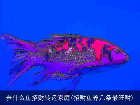 养什么鱼招财转运家庭(招财鱼养几条最旺财)