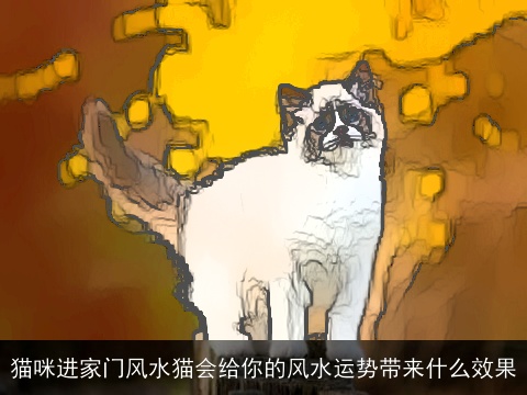 猫咪进家门风水猫会给你的风水运势带来什么效果