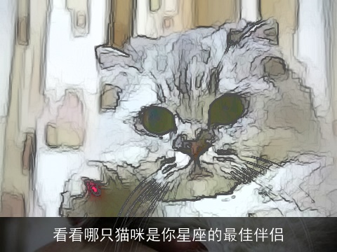 看看哪只猫咪是你星座的最佳伴侣