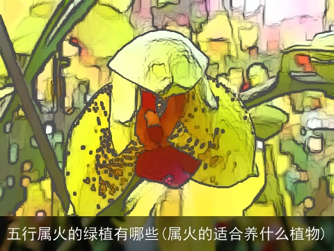 五行属火的绿植有哪些(属火的适合养什么植物)