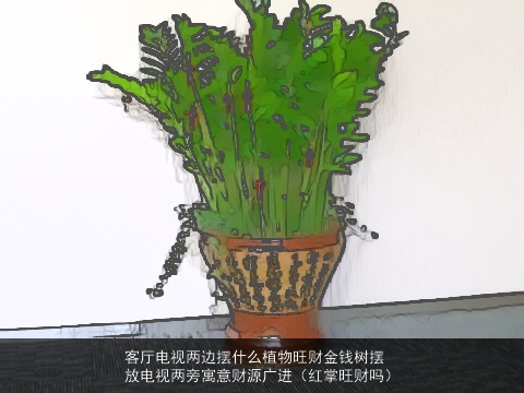客厅电视两边摆什么植物旺财金钱树摆放电视两旁寓意财源广进（红掌旺财吗）