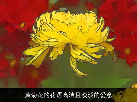 黄菊花的花语高洁且淡淡的爱意