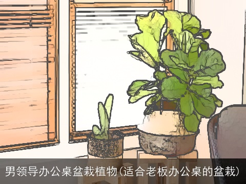 男领导办公桌盆栽植物(适合老板办公桌的盆栽)