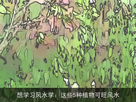 想学习风水学：这些5种植物可旺风水