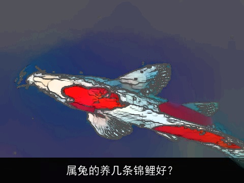 属兔的养几条锦鲤好？