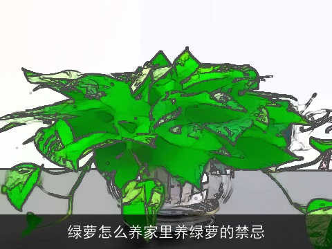 绿萝怎么养家里养绿萝的禁忌