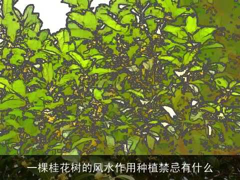 一棵桂花树的风水作用种植禁忌有什么