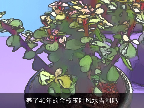 养了40年的金枝玉叶风水吉利吗