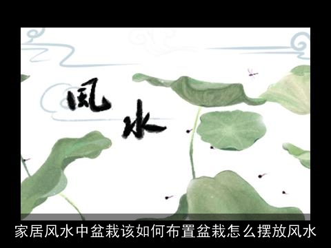 家居风水中盆栽该如何布置盆栽怎么摆放风水