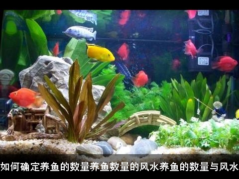 如何确定养鱼的数量养鱼数量的风水养鱼的数量与风水