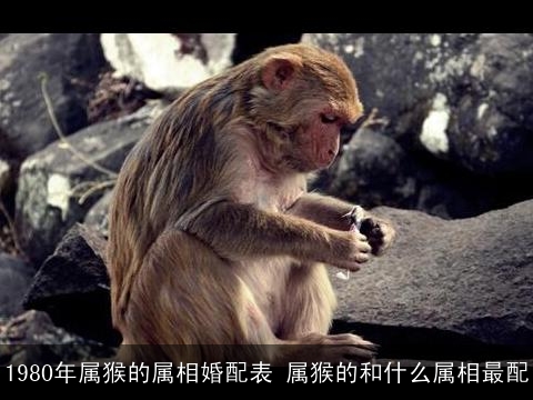 1980年属猴的属相婚配表 属猴的和什么属相最配