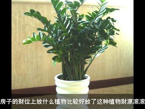 房子的财位上放什么植物比较好放了这种植物财源滚滚