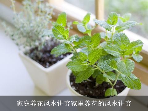 家庭养花风水讲究家里养花的风水讲究