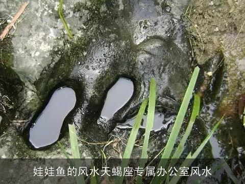 娃娃鱼的风水天蝎座专属办公室风水