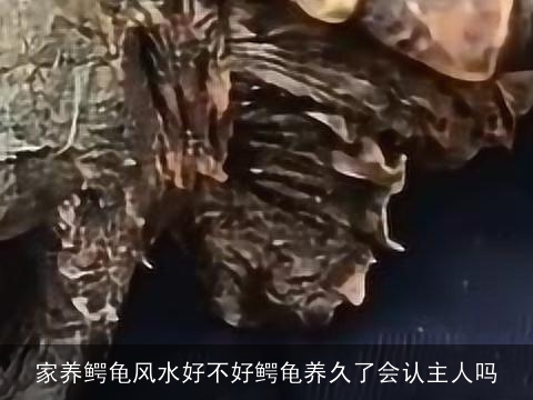 家养鳄龟风水好不好鳄龟养久了会认主人吗