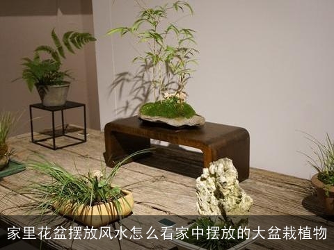 家里花盆摆放风水怎么看家中摆放的大盆栽植物