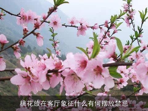 桃花放在客厅象征什么有何摆放禁忌
