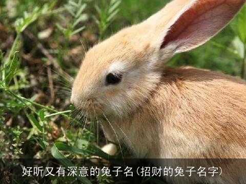 好听又有深意的兔子名(招财的兔子名字)