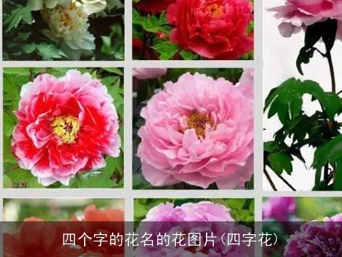 四个字的花名的花图片(四字花)