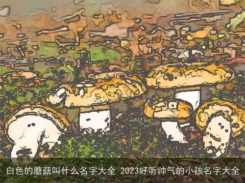 白色的蘑菇叫什么名字大全 2023好听帅气的小孩名字大全