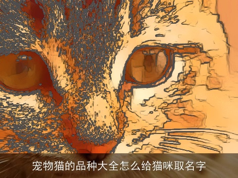宠物猫的品种大全怎么给猫咪取名字