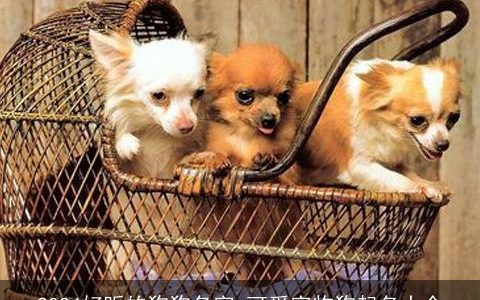 2024好听的狗狗名字,可爱宠物狗起名大全