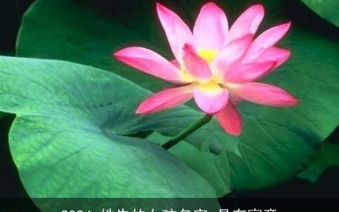 2024,姓朱的女孩名字,具有寓意