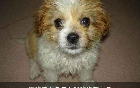 狗狗英文名怎么起狗狗英文名