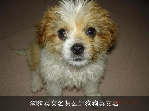 狗狗英文名怎么起狗狗英文名