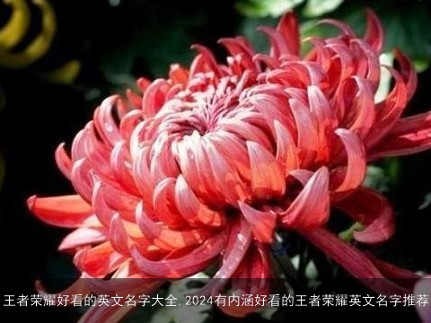 王者荣耀好看的英文名字大全,2024有内涵好看的王者荣耀英文名字推荐