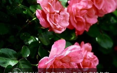 卖花店铺叫什么名字好独一无二的店铺名字