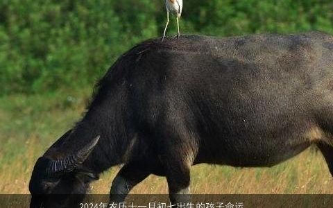 2024年农历十一月初七出生的孩子命运解析,如何起名大全,有涵养洋气的小孩名