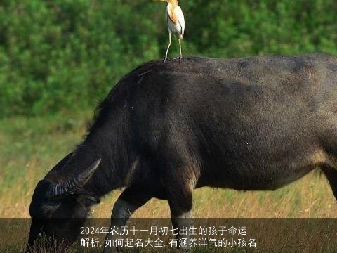2024年农历十一月初七出生的孩子命运解析,如何起名大全,有涵养洋气的小孩名